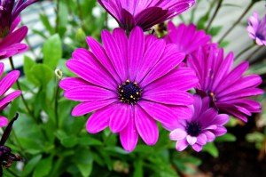 BIEG - Purple Flower