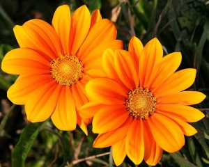 Processed by: Helicon Filter;