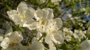 BIEG - White Flowers