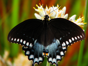 BIEG - Black Butterfly