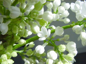 BIEG - White & Green Budding Flowers