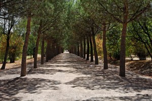 Park walkway with rows of trees.