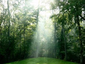 BIEG - Trees morning-mercy