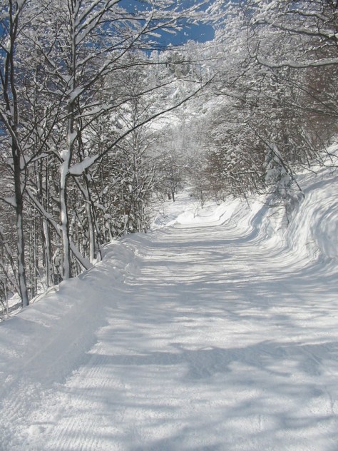 bieg-path-in-the-snow-1401810-639x852